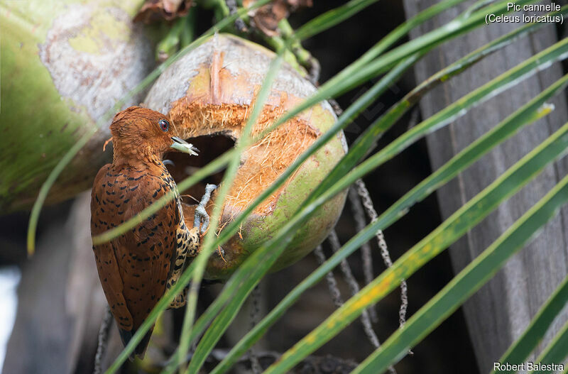 Cinnamon Woodpecker