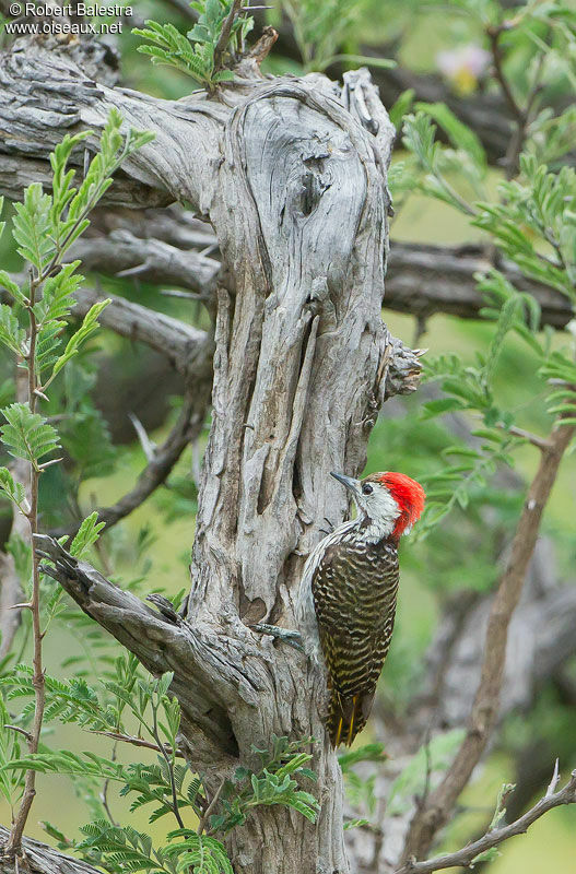 Cardinal Woodpecker male adult