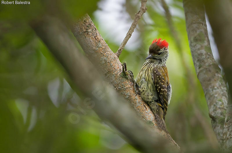 Cardinal Woodpecker