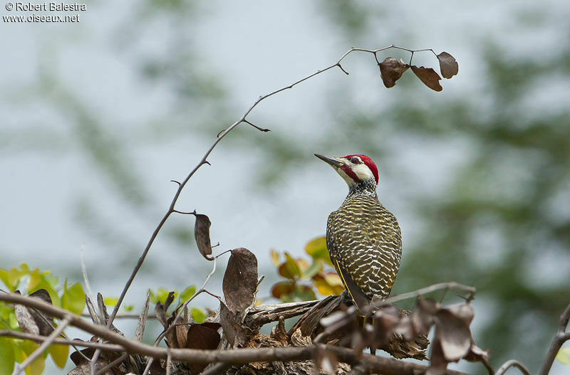 Bennett's Woodpecker male adult