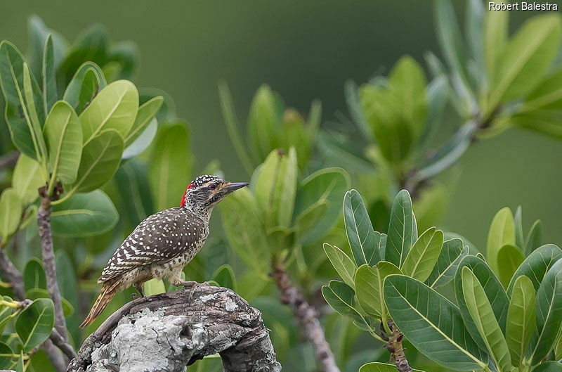 Nubian Woodpecker