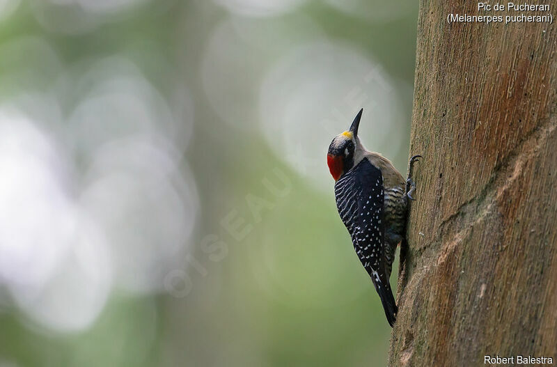 Black-cheeked Woodpecker