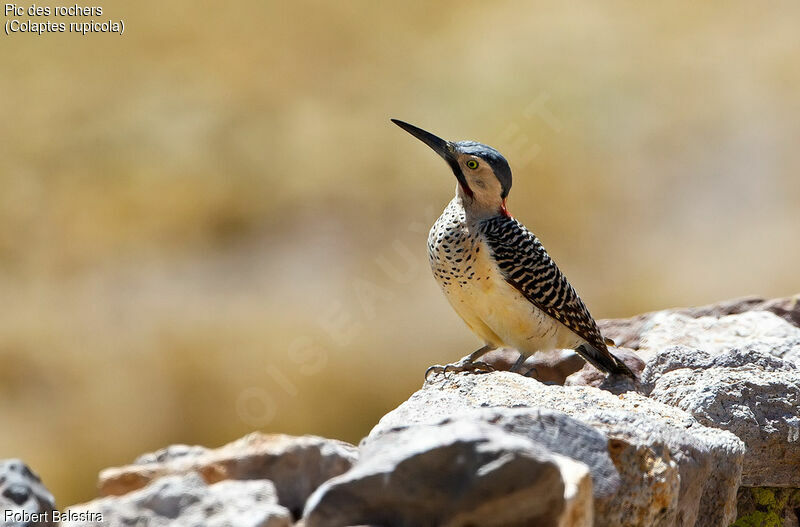 Andean Flicker