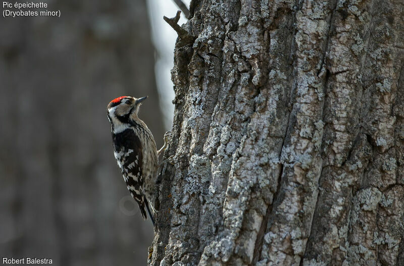 Lesser Spotted Woodpecker male