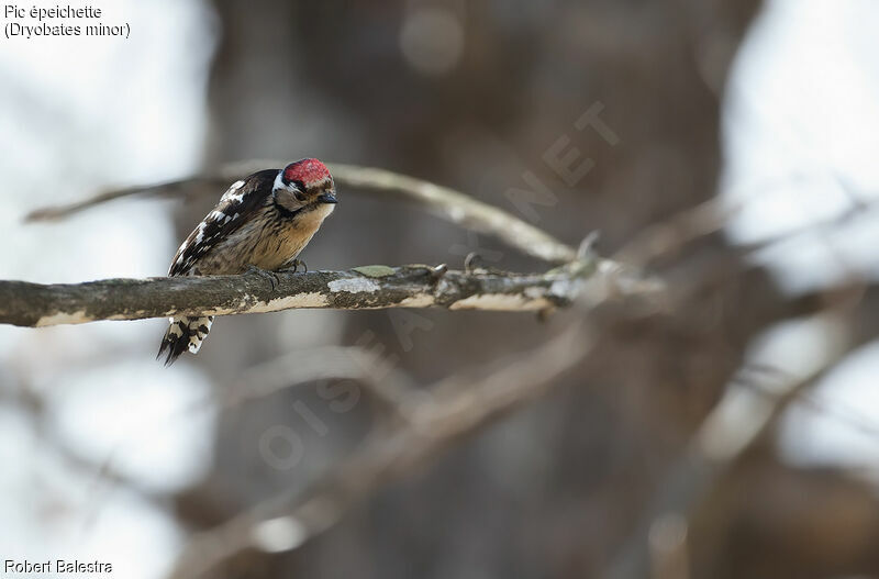 Lesser Spotted Woodpecker