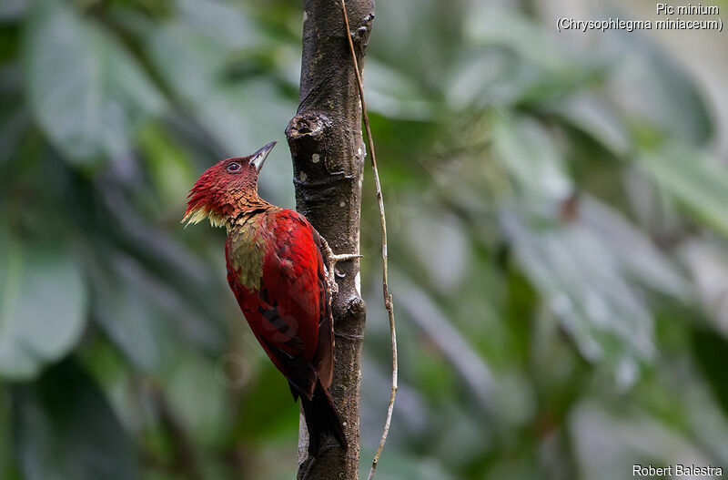 Banded Woodpecker