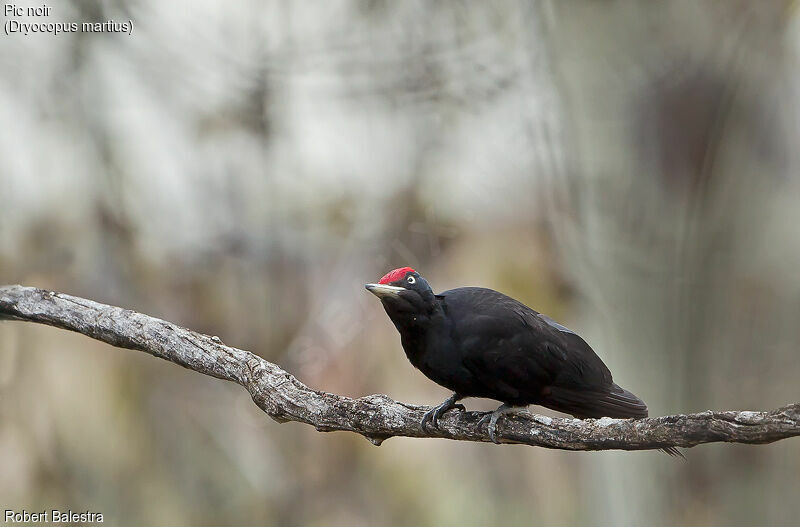 Black Woodpecker male