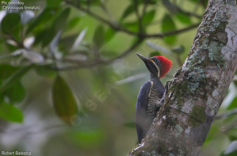 Lineated Woodpecker