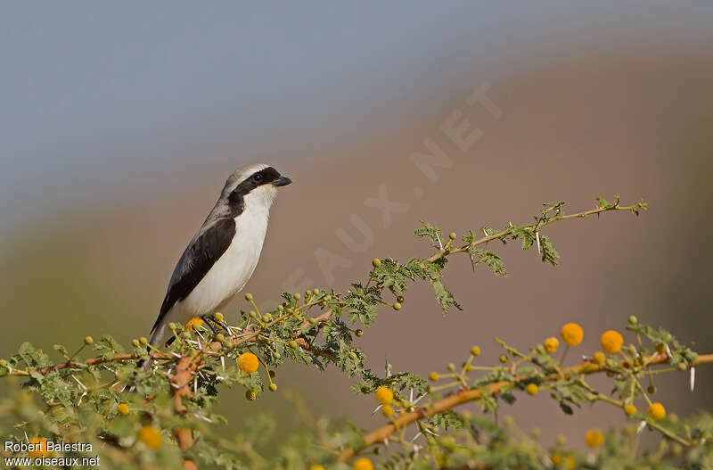 Grey-backed Fiscaladult, habitat