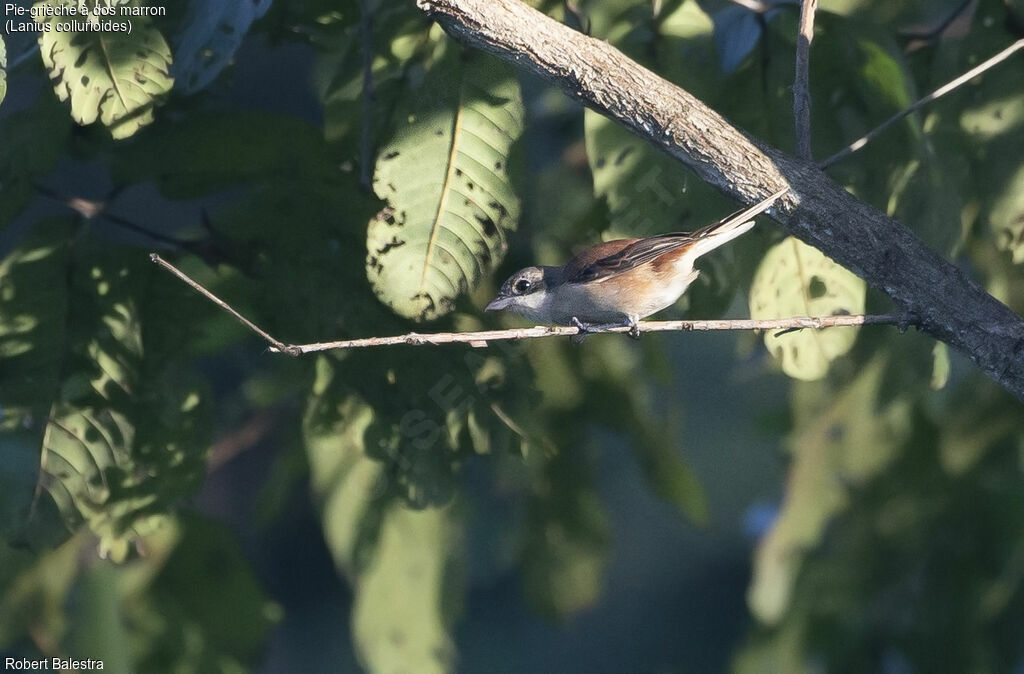 Pie-grièche à dos marron