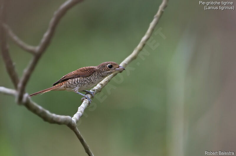 Tiger Shrike