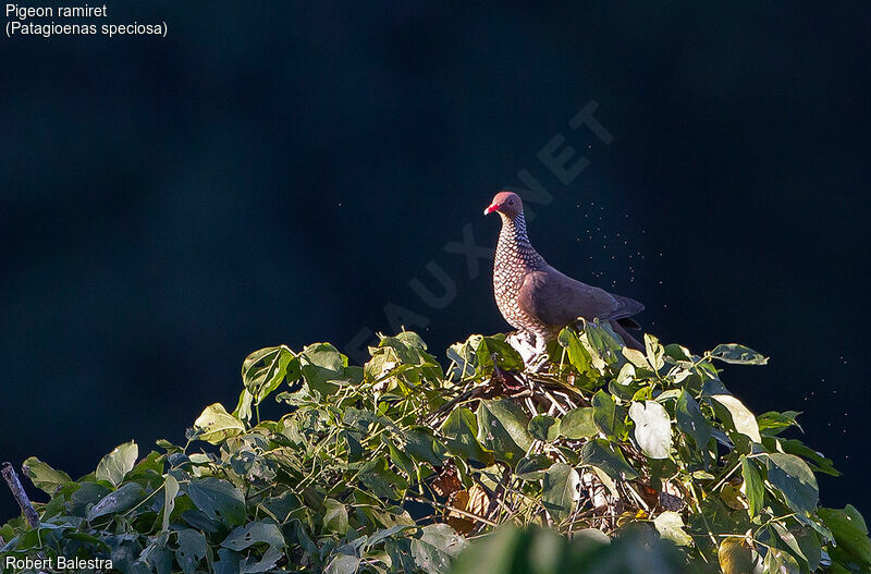 Scaled Pigeon