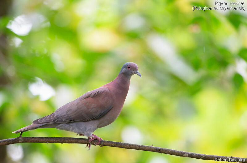 Pigeon rousset