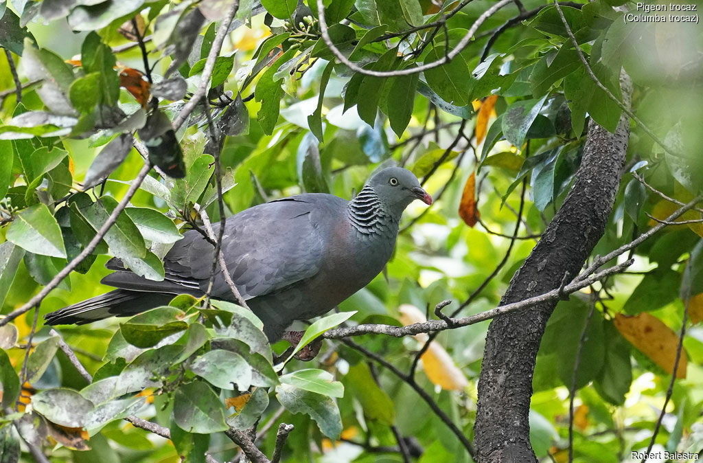 Trocaz Pigeon