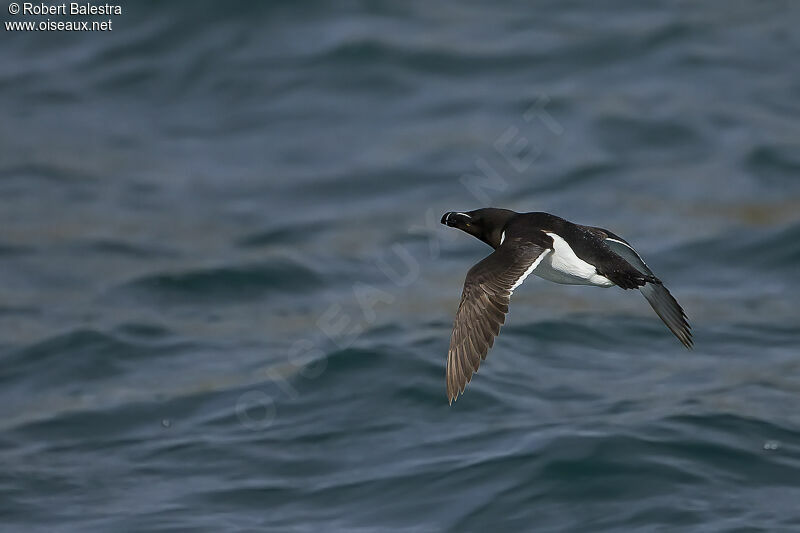 Razorbill