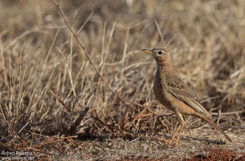 Pipit à dos uniadulte, identification