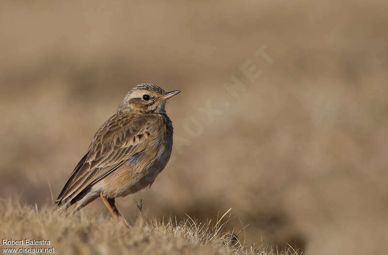 Pipit africainadulte