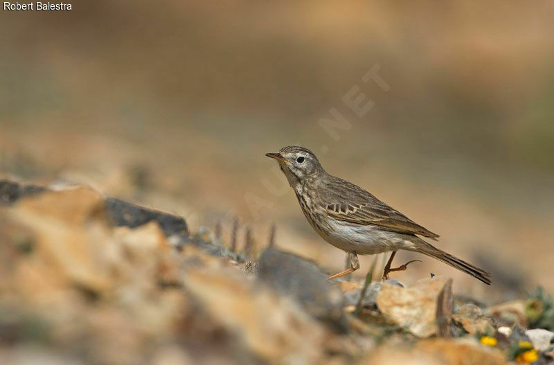 Berthelot's Pipit