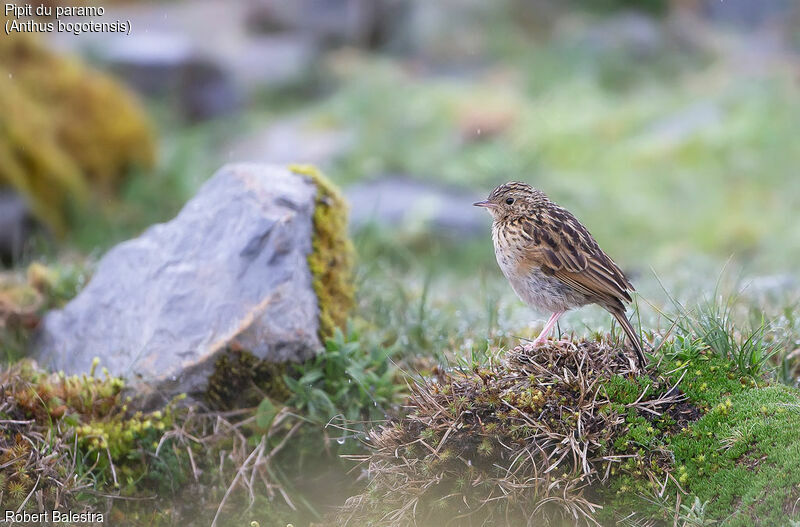 Pipit du paramo