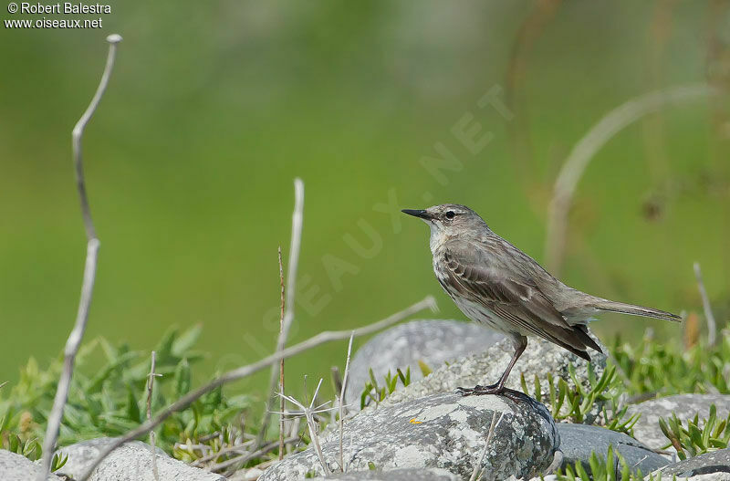 European Rock Pipit