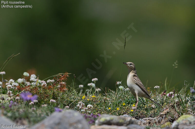 Tawny Pipit