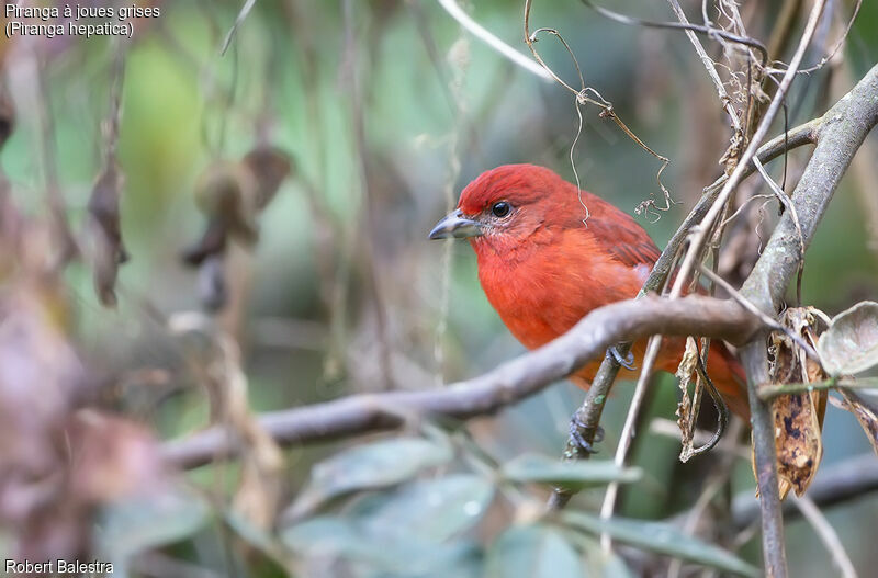 Hepatic Tanager