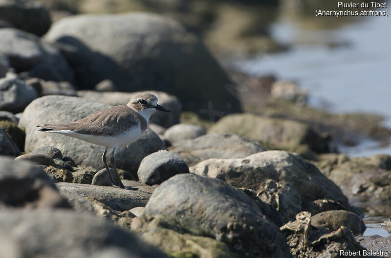 Tibetan Sand Plover