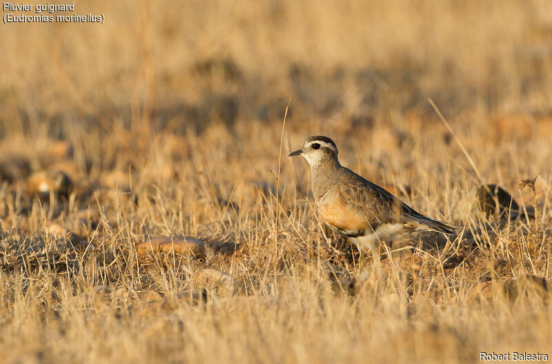 Eurasian Dotterel