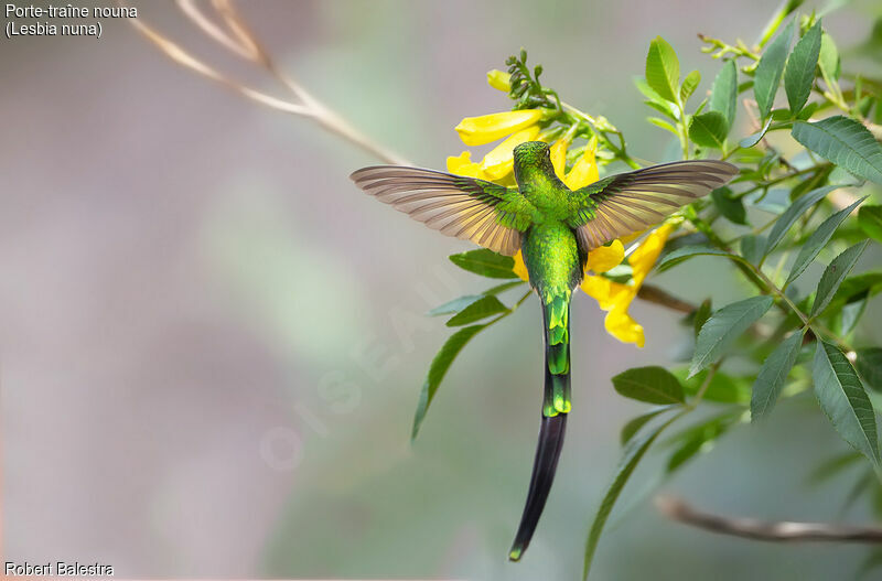 Green-tailed Trainbearer