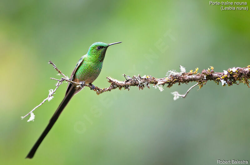 Green-tailed Trainbearer