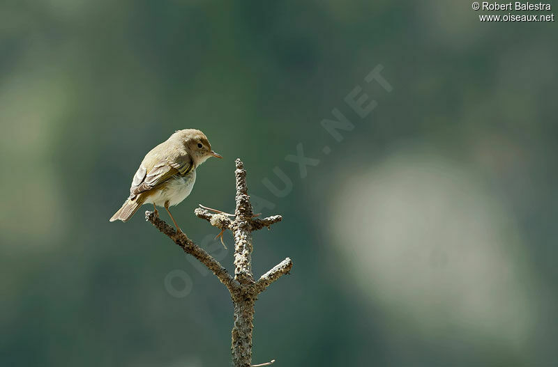 Pouillot de Bonelli mâle adulte