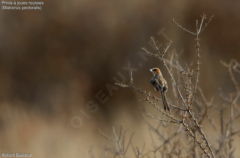 Rufous-eared Warbler