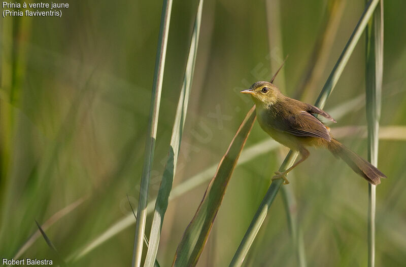 Yellow-bellied Prinia