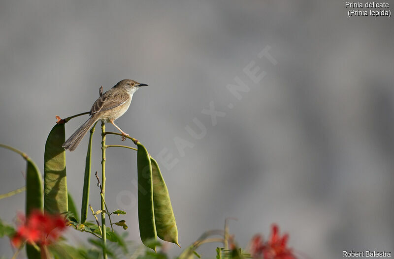 Delicate Prinia