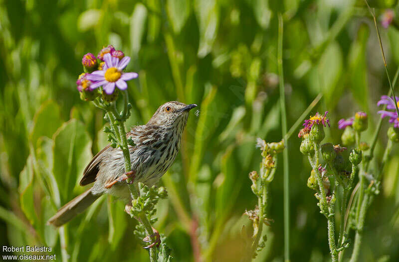 Karoo Prinia, identification