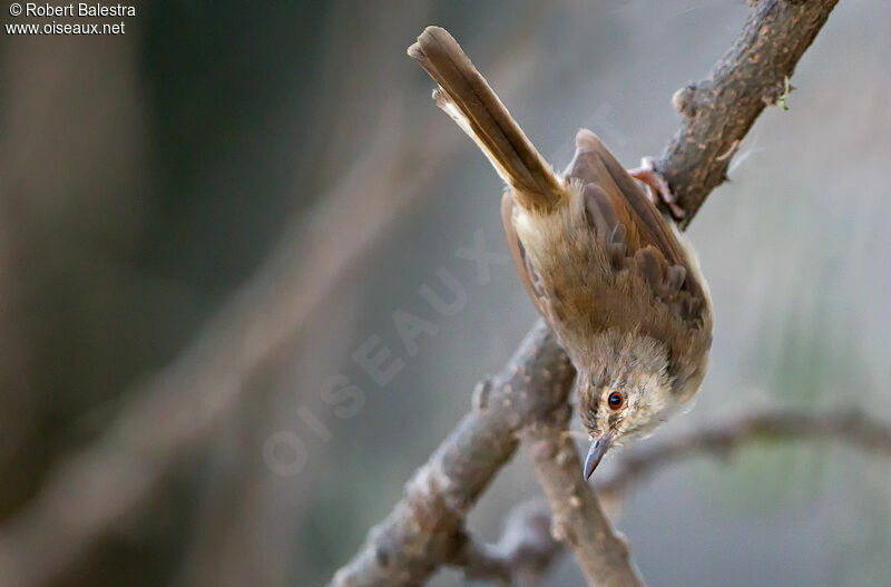 Prinia modeste