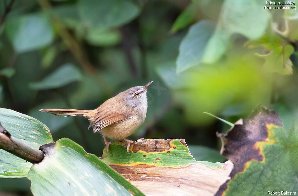 Prinia roussâtre