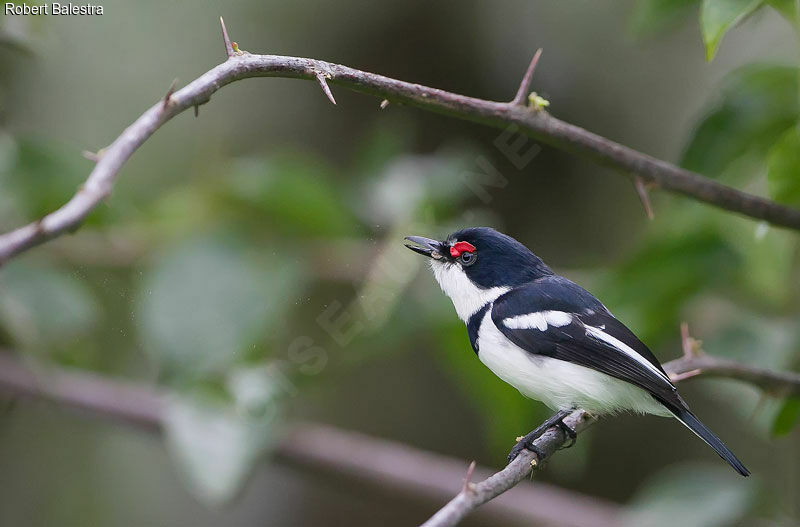 Brown-throated Wattle-eye