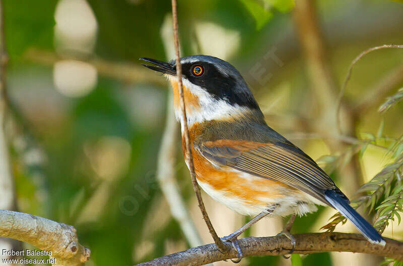 Cape Batis female adult, identification