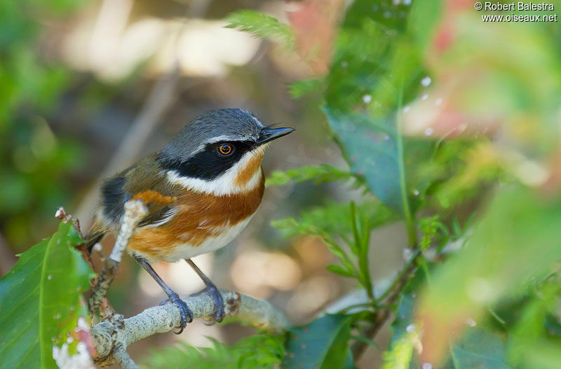 Cape Batis female