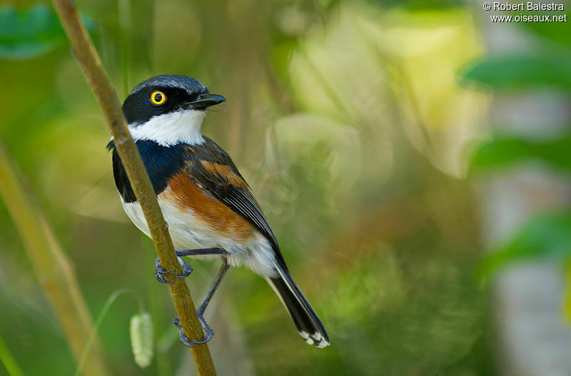 Cape Batis male