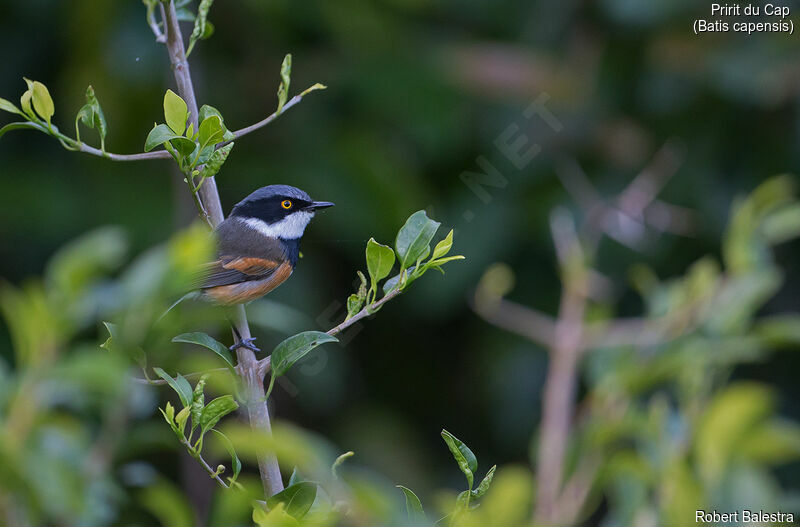 Cape Batis