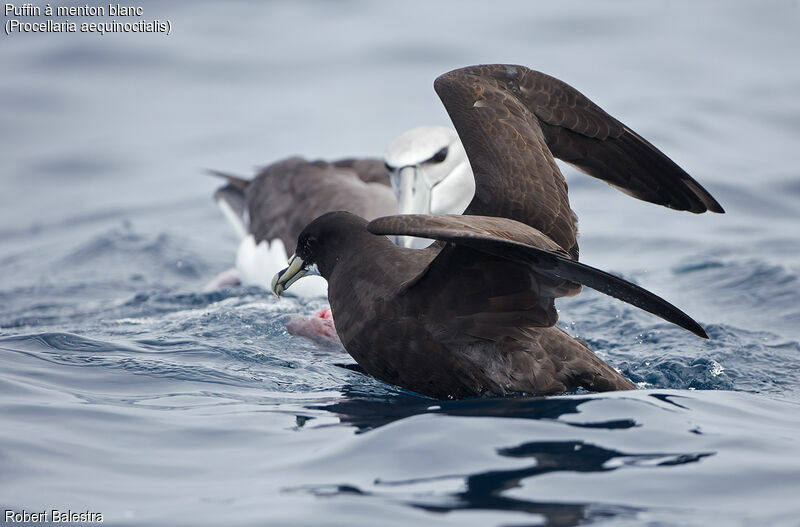 White-chinned Petrel