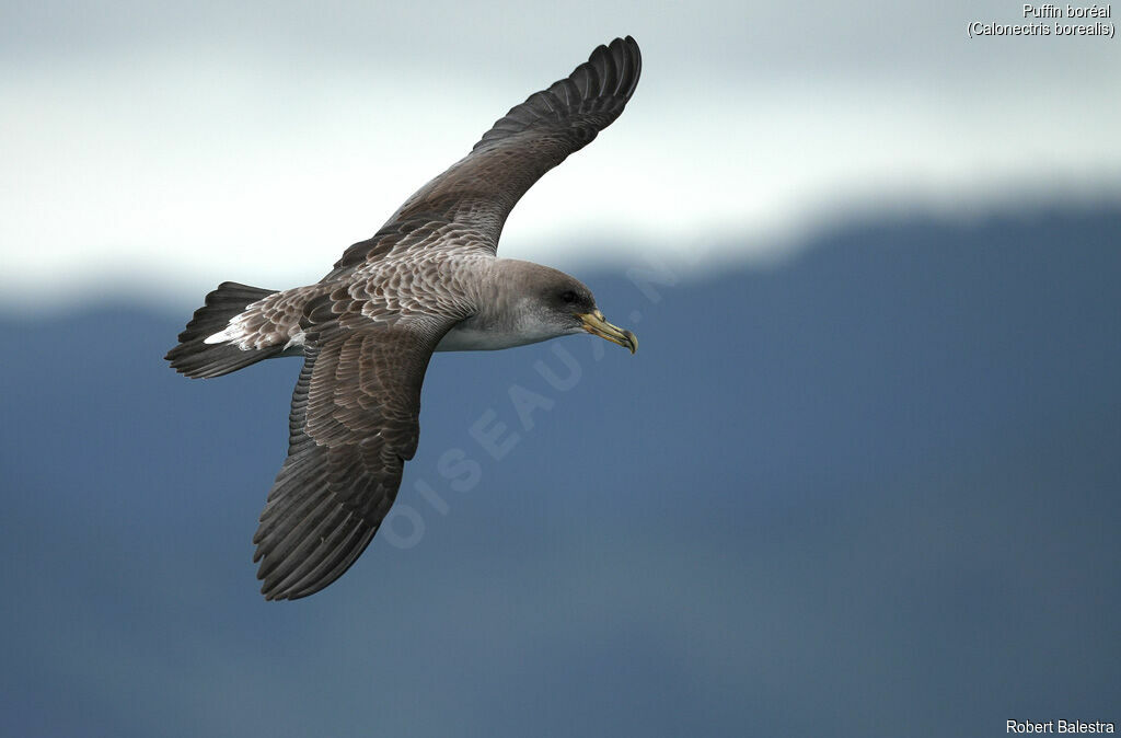 Cory's Shearwater