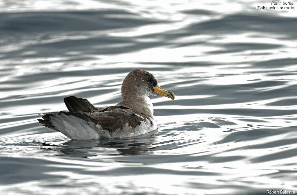 Cory's Shearwater