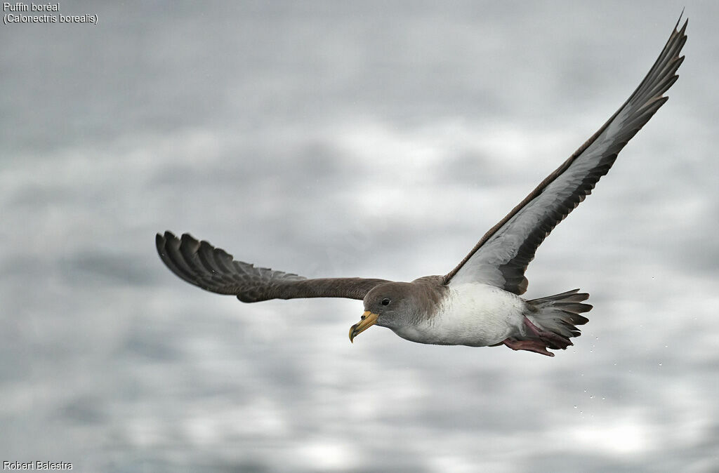 Cory's Shearwater