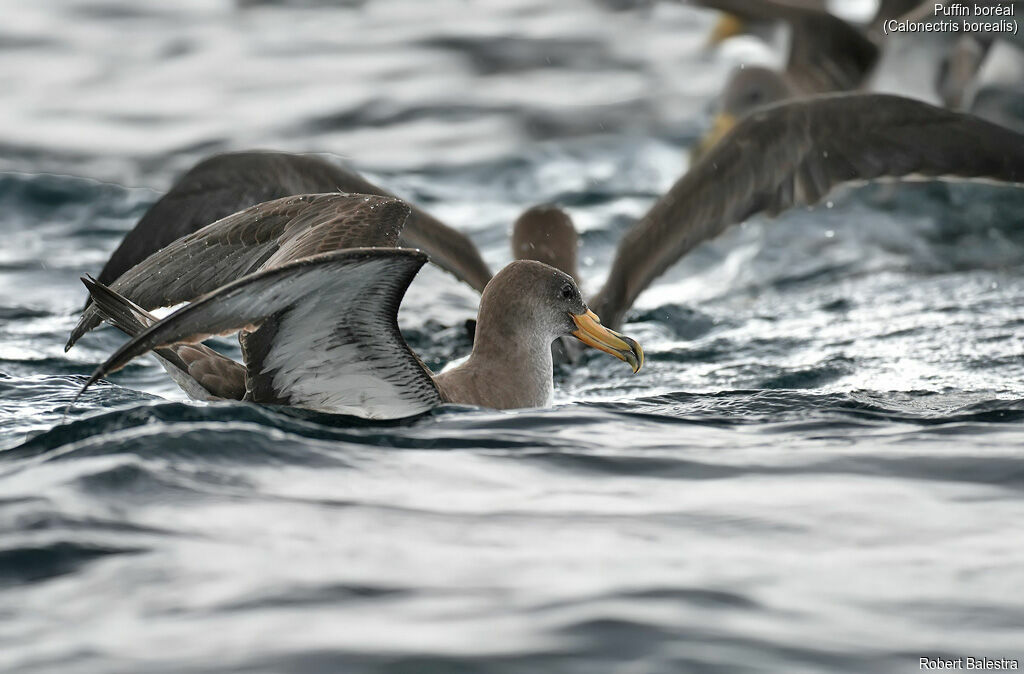 Cory's Shearwater