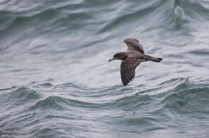 Scopoli's Shearwateradult, pigmentation, Flight