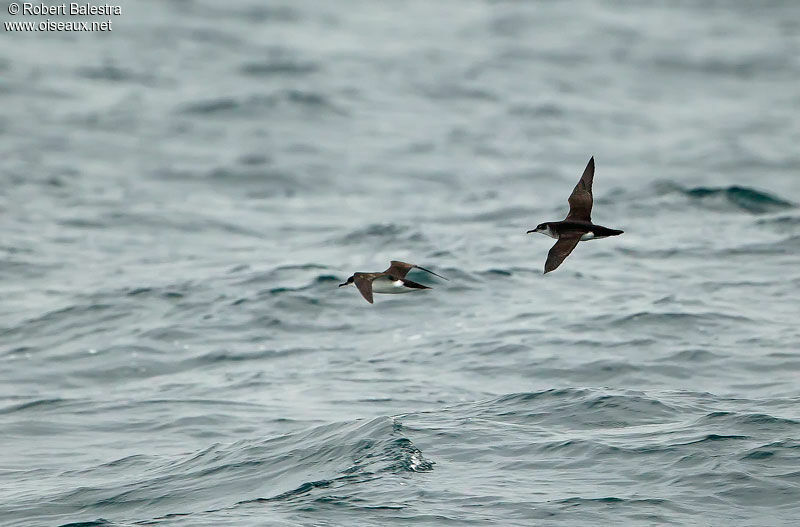 Manx Shearwater