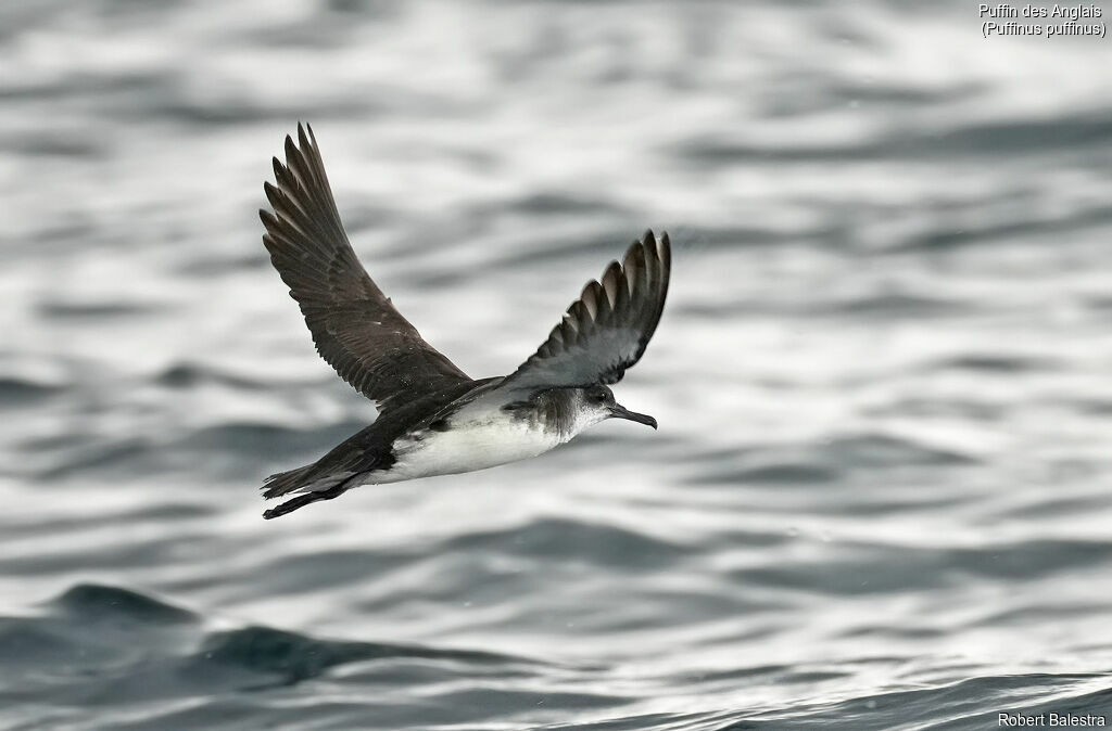 Manx Shearwater